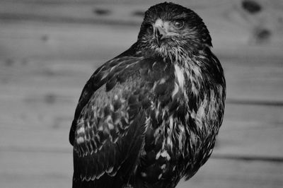 Close-up of eagle looking away