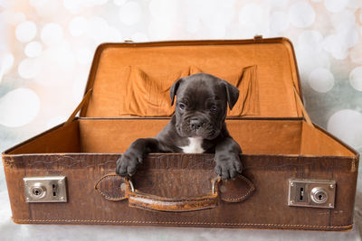 Close-up of puppy in box