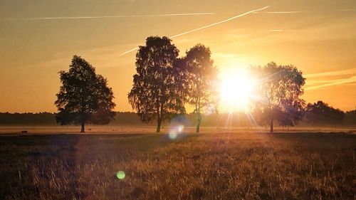 Trees growing on field against sky during sunset