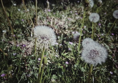 Close-up of white dandelion flower on field