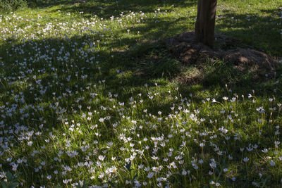 View of flowering plants on field