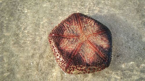 Close-up of sand on beach