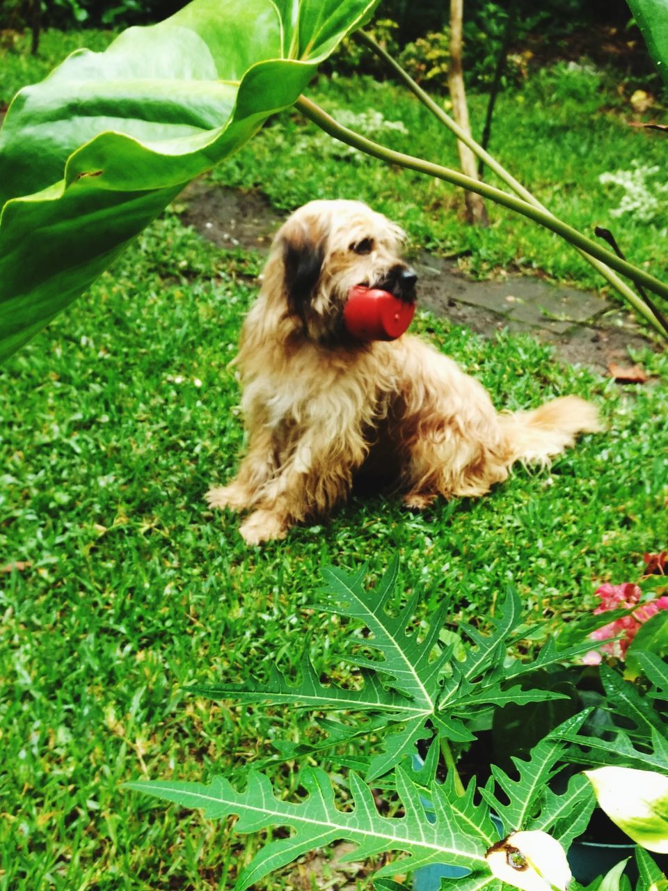 CLOSE-UP PORTRAIT OF DOG