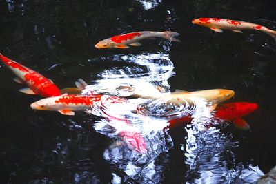 High angle view of koi carps swimming in pond