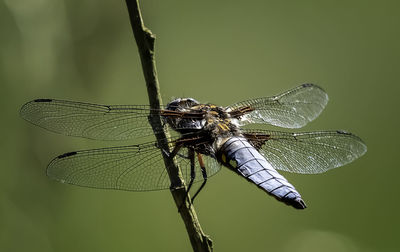 Close-up of dragonfly on twig