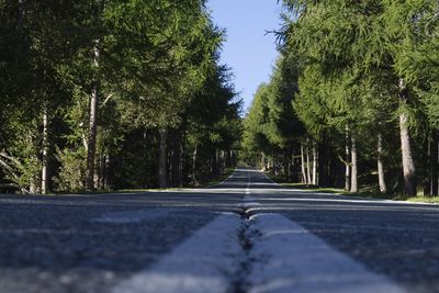 Surface level of road along trees