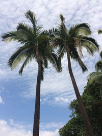 Low angle view of palm trees against cloudy sky