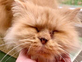 Close-up of hand holding cat