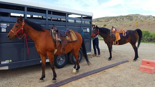 Horses standing on road