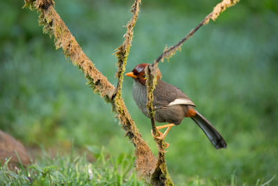 Close-up of bird perching on branch