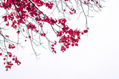 Low angle view of red tree against sky