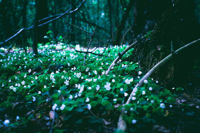 Close-up of fresh green plants in forest