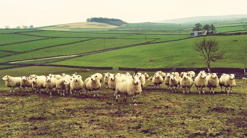 Sheep grazing on field