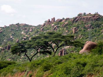 View of trees on mountain