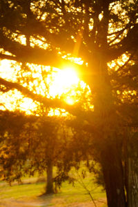 Sun shining through trees in forest