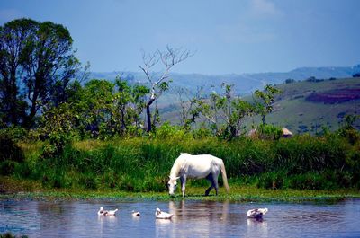 White horse and ducks drinking water at lake