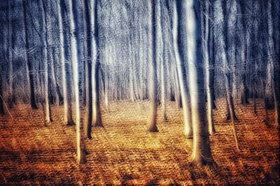 Trees in forest against sky
