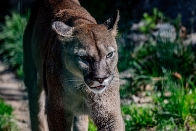 Close-up of a cat