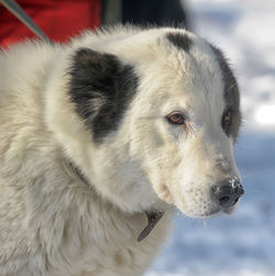 Close-up of a dog looking away