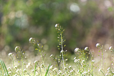 Close-up of small flowering plants on field