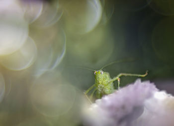 Close-up of grasshopper on plant