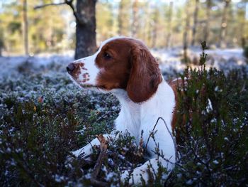 Dog sitting on field