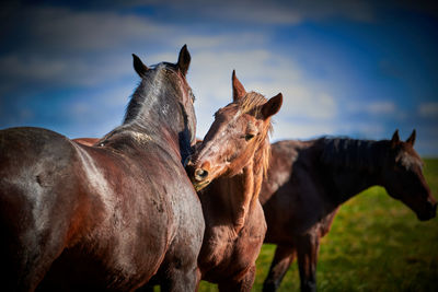 Horses standing in field against sky