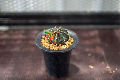 High angle view of succulent plant on table