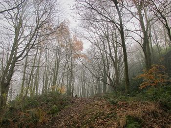 Low angle view of trees in forest