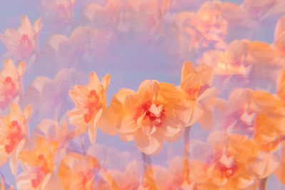 Close-up of pink flowers