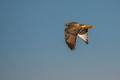 Low angle view of eagle flying against clear sky