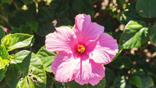 Close-up of pink flower blooming outdoors