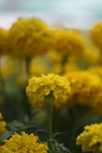 Close-up of yellow marigold blooming outdoors