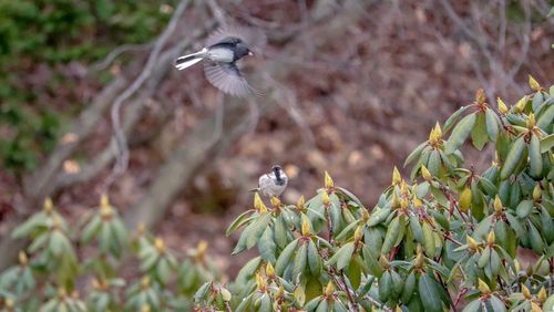 View of bird flying