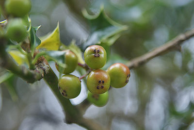 Close-up of berries growing on tree