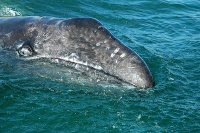 Whale swimming in sea