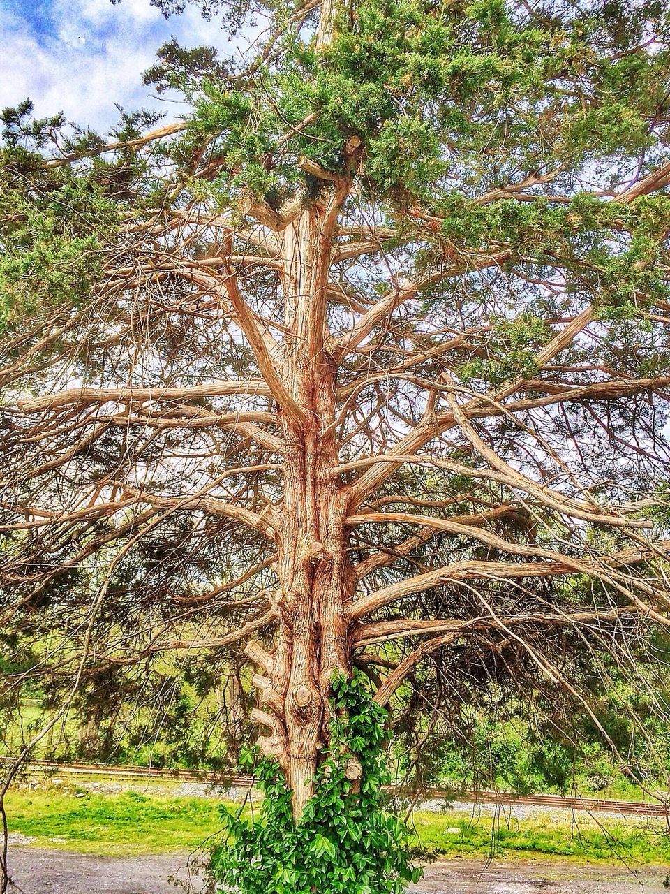 tree, tranquility, growth, tree trunk, nature, tranquil scene, forest, beauty in nature, scenics, woodland, branch, water, green color, plant, reflection, day, idyllic, sunlight, non-urban scene, sky