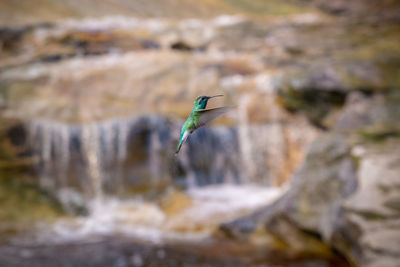 Bird flying - hummingbird flying in front of waterfall