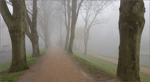 Road amidst bare trees in foggy weather