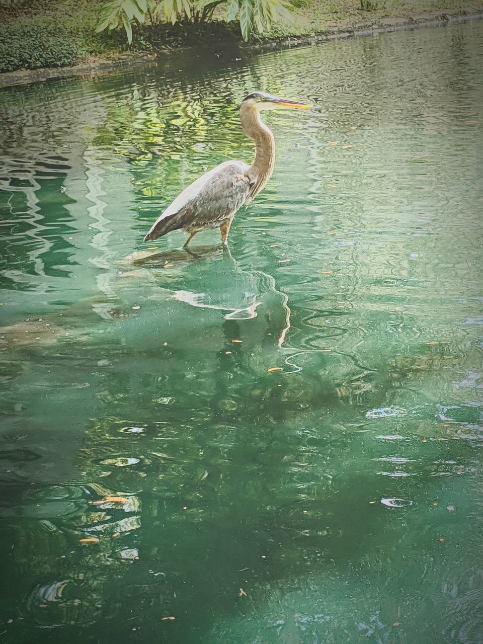 MALLARD DUCK SWIMMING IN LAKE