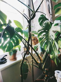 Cat on potted plant