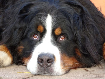 Close-up portrait of dog lying down