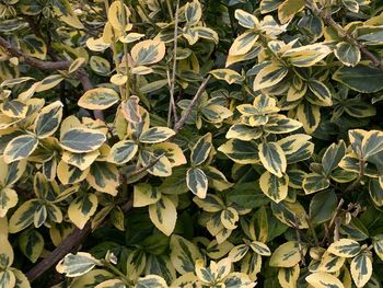 Euonymus fortunei, wintercreeper, emerald and gold, climbing euonymus, fortunes spindle