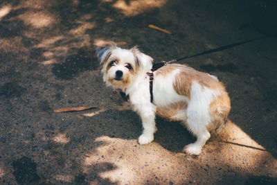 High angle portrait of dog standing on floor