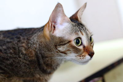 Close-up of a cat looking away