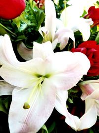 Close-up of white day lily blooming outdoors