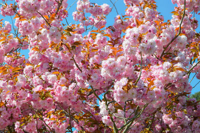 Low angle view of pink flower tree against sky