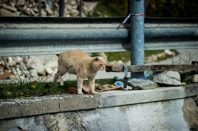 View of a cat on wall