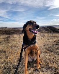 Dog looking away on field