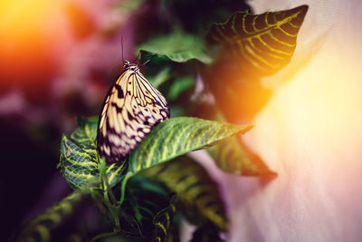 Close-up of butterfly on plant